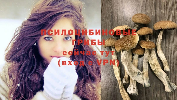 apvp Белокуриха